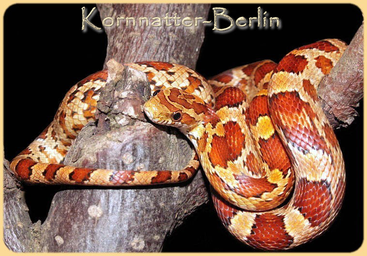 kornnatter-berlin.de